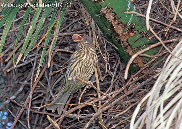 Palmchat w02-31-028.jpg